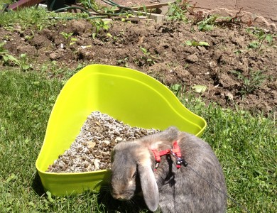 Cleaning litter box and taking a walk